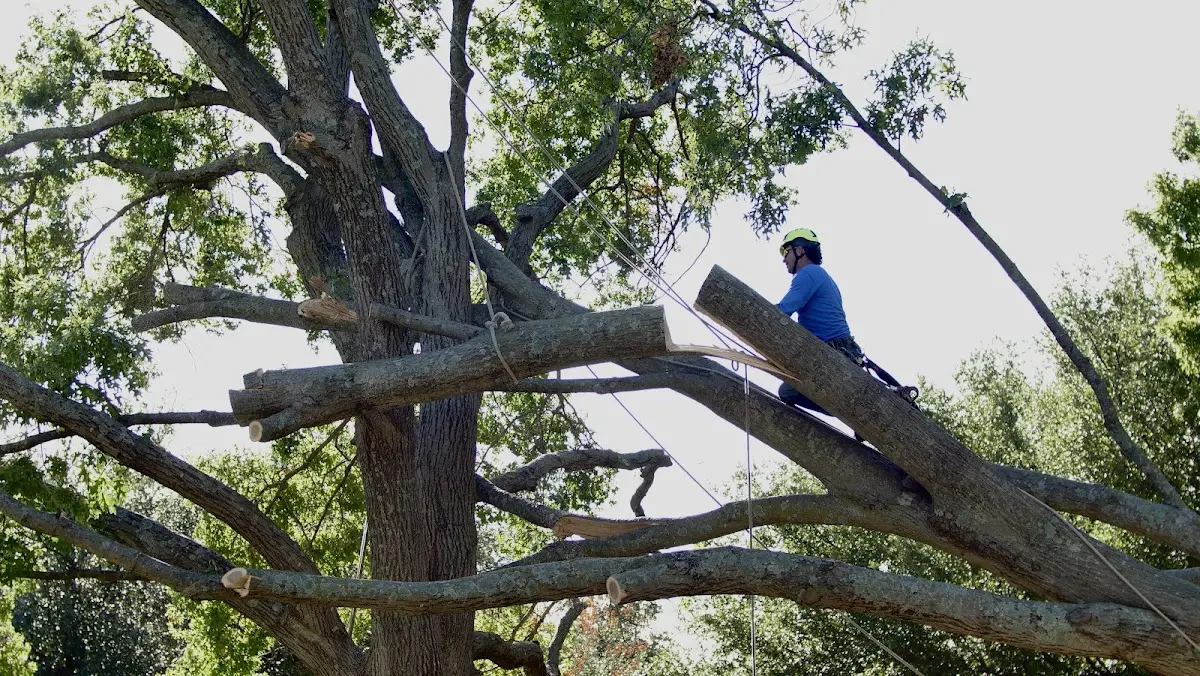 Professional Crown Thinning performed by certified arborists in Boonton