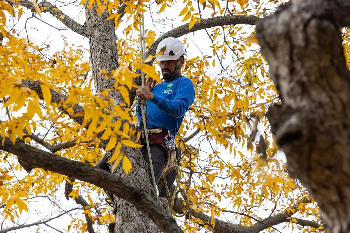 Skilled Tree Planing crew working in Boonton