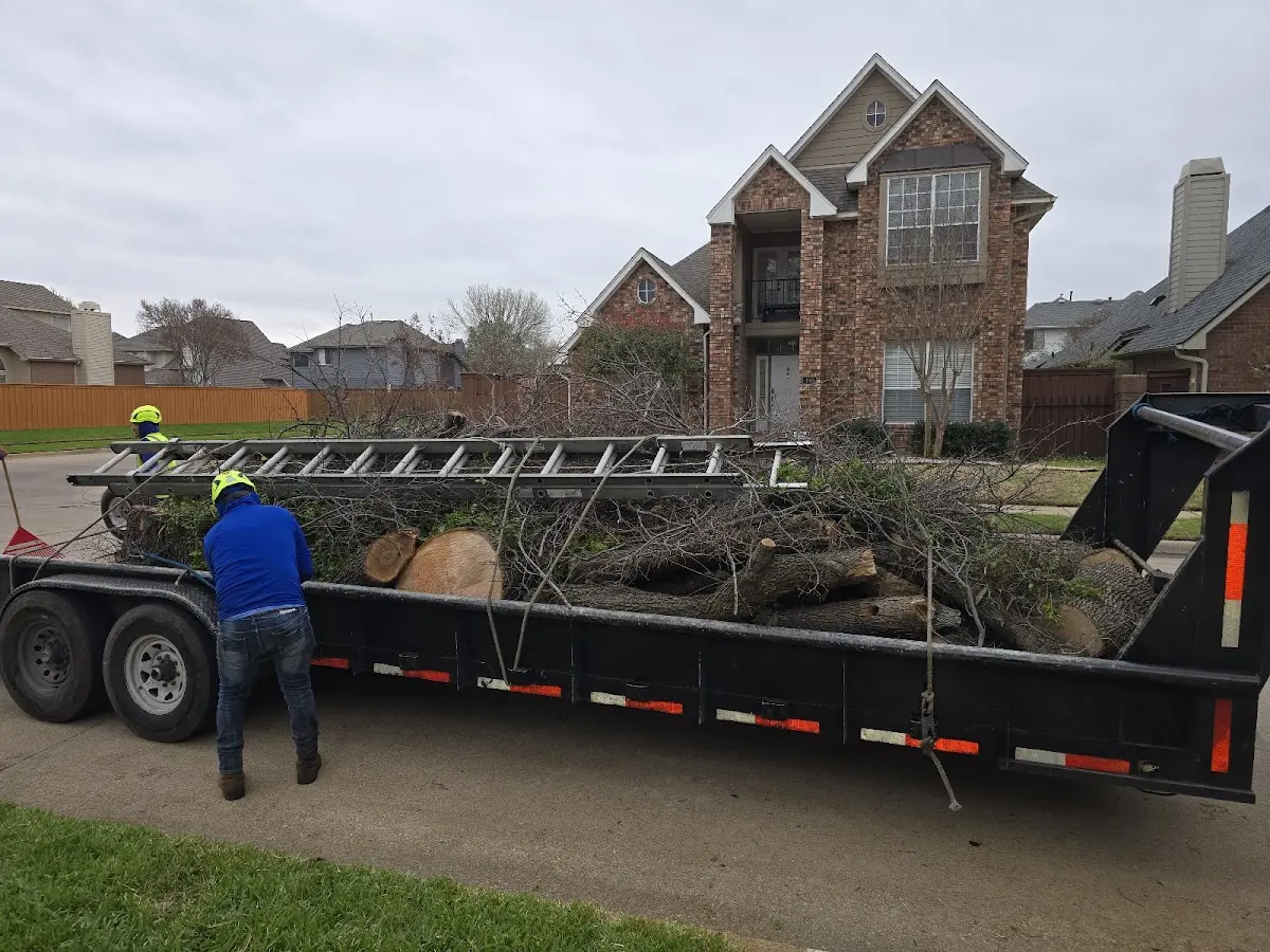 Expert Tree Removal with proper safety equipment in Boonton